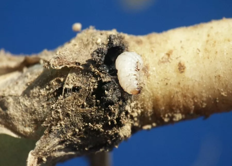 Larva krytonosce kořenového